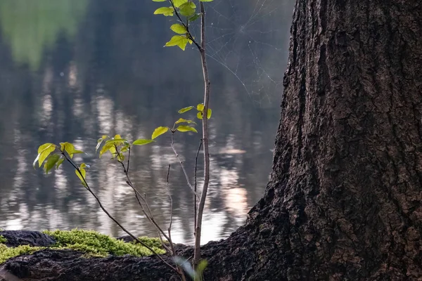 Malý strom vyrůstající z kořene borovice — Stock fotografie