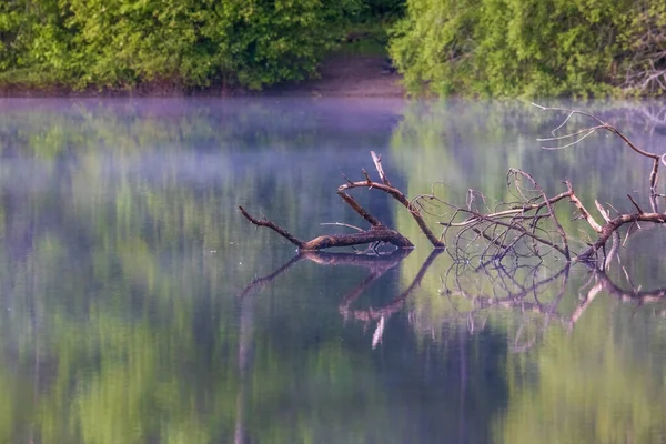 Dead tree branches sticking up from the surface — Stock Photo, Image