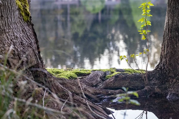 Wurzelgrundlage einer Kiefer, die aus einem See wächst — Stockfoto