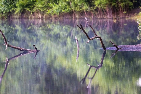 Branch sticking straight out of reflective lake — Stock Photo, Image