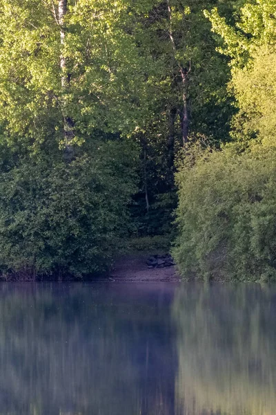 Sonnenlicht strömt durch grüne Bäume, die sich in einem See spiegeln — Stockfoto