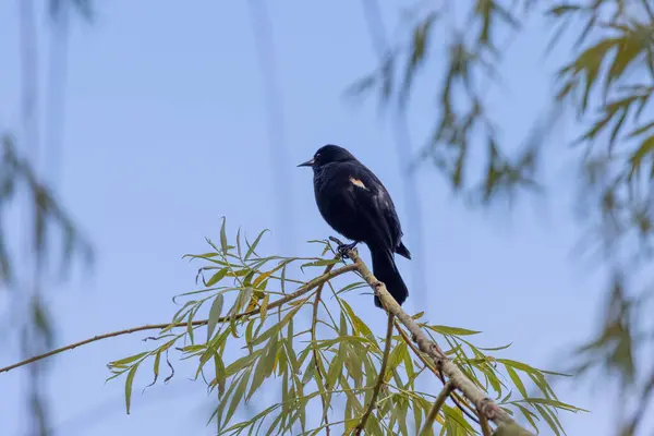 枝に羽のついた黒い鳥が — ストック写真