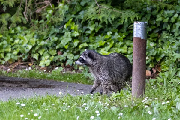 Mapache en el parque de la tarde en el camino a través de flores — Foto de Stock