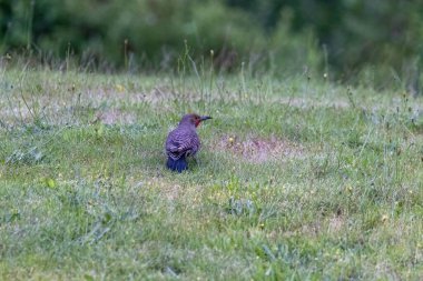 Kuzey titreşimi çimenlikteki bir şeye bakıyor.