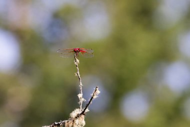 Kardinal Meadowhawk yosunsu üzerinde yosunlu bir dal üzerinde uçar.