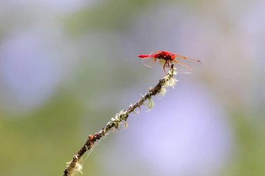 Kardinal Meadowhawk, Bokeh arka planına karşı