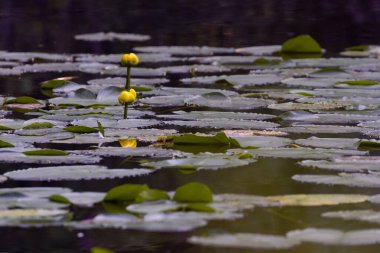 Küçük sarı çiçekler nilüfer yaprağında açmaya hazır.