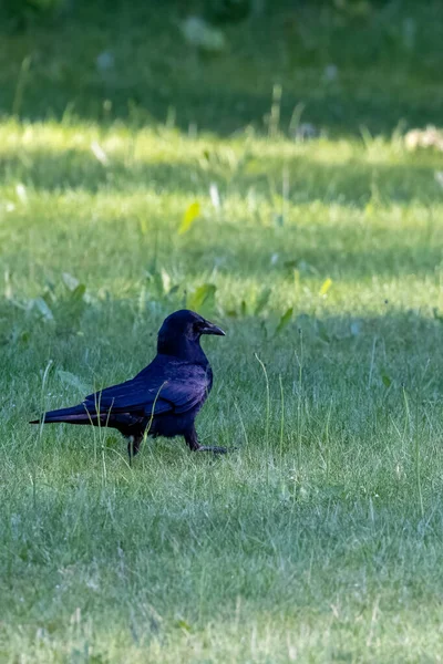 Pequeno corvo no gramado de verão com luz dappled — Fotografia de Stock
