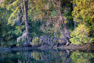 Yazın ağaçları ve çalıları yansıtan küçük göl.