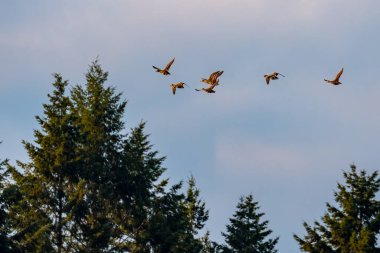 Bulutlu akşam gökyüzünde ördek sürüsü