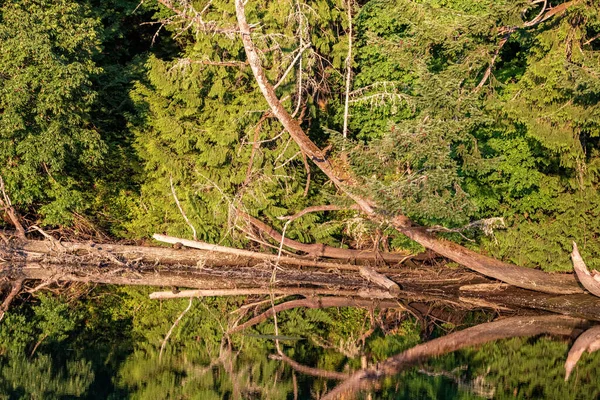 Large downed tree mirrored in a still lake — Stock Photo, Image