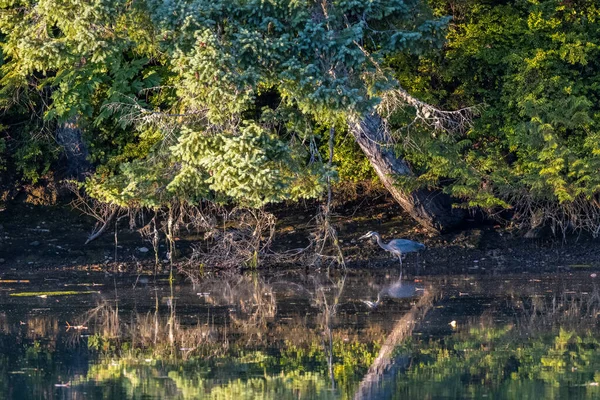 Широкая гладкая вода, отражающая зелень и цаплю — стоковое фото