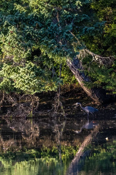 Blaureiher steht auf reflektierendem Wasserbecken unter Bäumen — Stockfoto