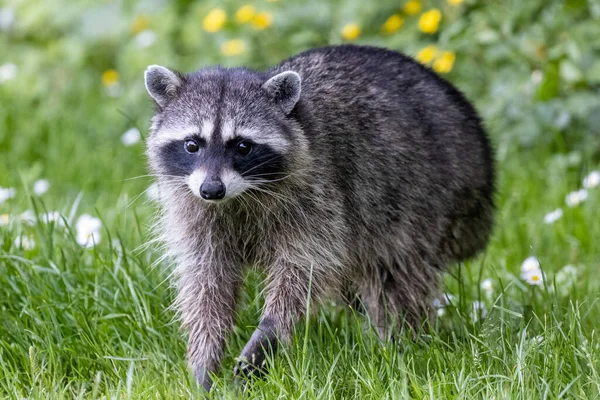 クローバーと草の中でアライグマの閉鎖 — ストック写真