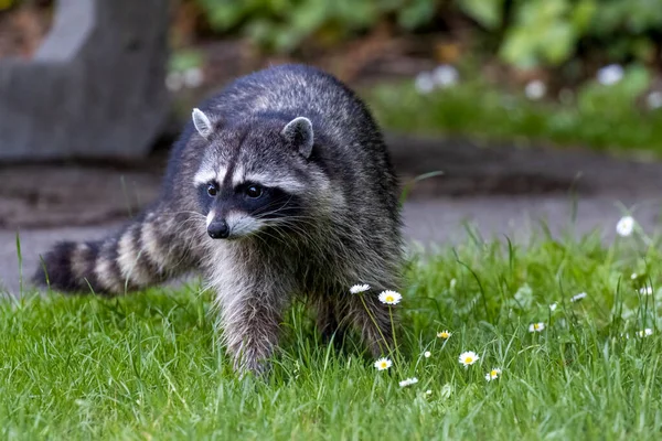 Mapache caminando en parque en hierba y trébol — Foto de Stock