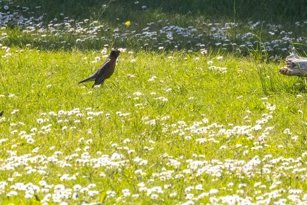 Schwarzer Vogel steht im Gras, wilde Gänseblümchen wachsen — Stockfoto