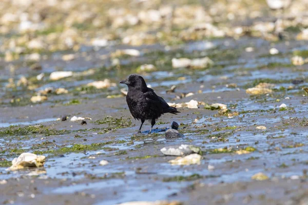 Samotny czarny ptak włóczący się po plaży — Zdjęcie stockowe