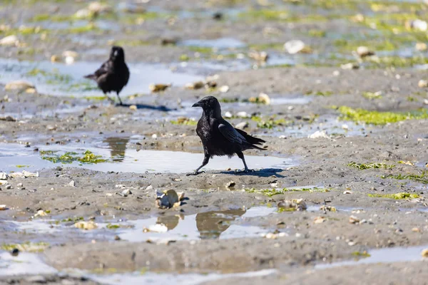 Stora svarta fåglar hoppar runt på en strand — Stockfoto