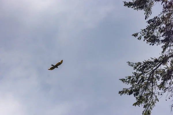 Large bald eagle flying above the branches of a pine tree — Stock Photo, Image