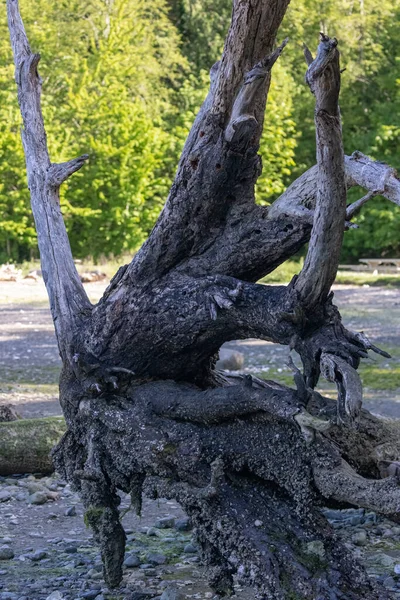 Groot donker drijfhout aangespoeld op het strand — Stockfoto