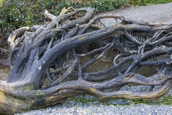 ビーチで大量の流木が洗い流され — ストック写真