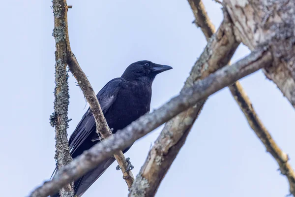 Corbeau noir sur les branches contre ciel bleu uni — Photo