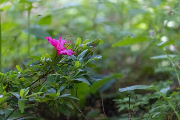 Uma flor roxa em um rododendro verde profundo — Fotografia de Stock