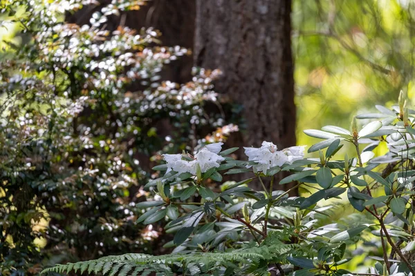 Las últimas flores en un rododendro muy ligero — Foto de Stock