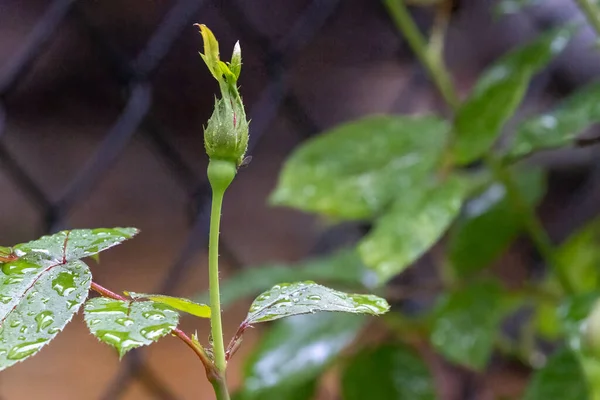 A green bud on a rose bush in summer — Stock Photo, Image