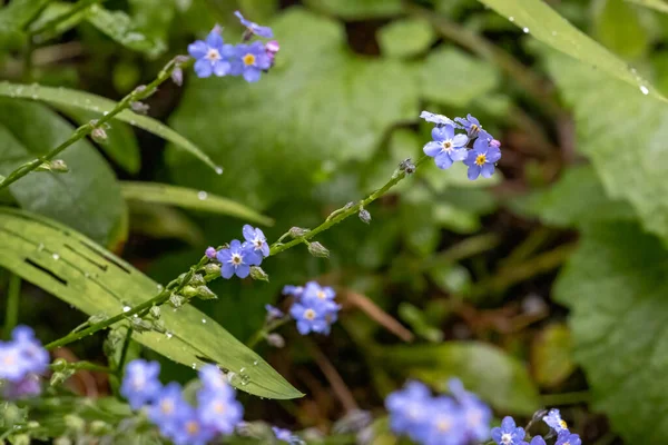 Küçük mavi beni unut çiçek açma — Stok fotoğraf