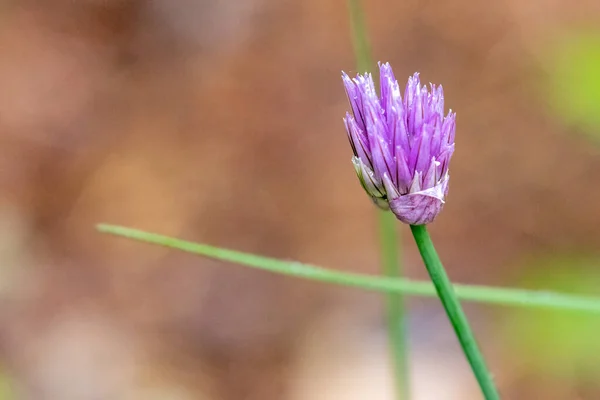 Yeşil soğanda çiçek açan küçük mor bir allium. — Stok fotoğraf