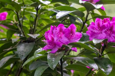 Koyu pembe rhododendron çiçekleri tamamen çiçek açmış.