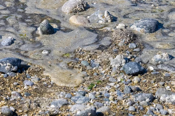 Kleine details langs de kustlijn van de puget geluid — Stockfoto