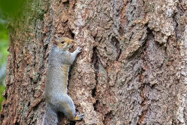 Vuxen grå ekorre högt upp i ett träd tittar runt — Stockfoto