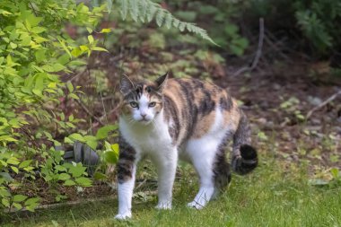 Büyük, yetişkin bir kedi çimlerde yürüyor.