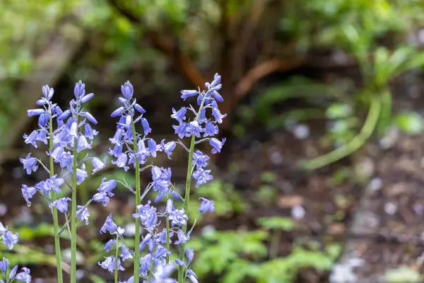 Pequeno jacinto de madeira azul crescendo na primavera — Fotografia de Stock
