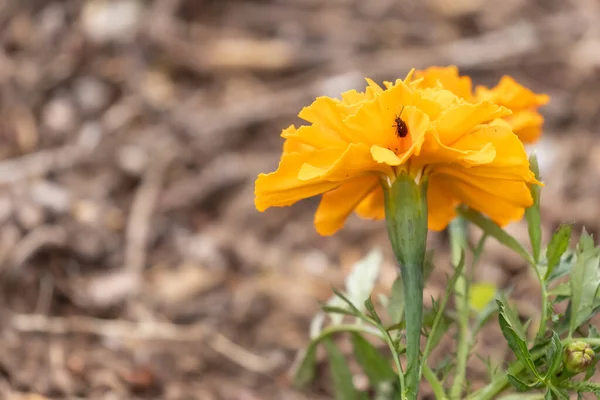 Caléndula naranja brillante creciendo en la cama de jardín —  Fotos de Stock