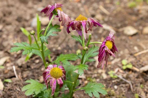 Wilted pink dasies struggle in dry bed due to drought Stock Photo