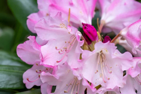 Light pink and white rhododendron flowers in full bloom — Stock Photo, Image