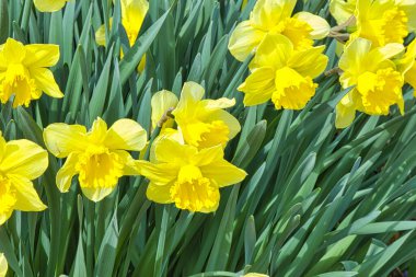 Bir grup nergisin sarı çiçekleri.