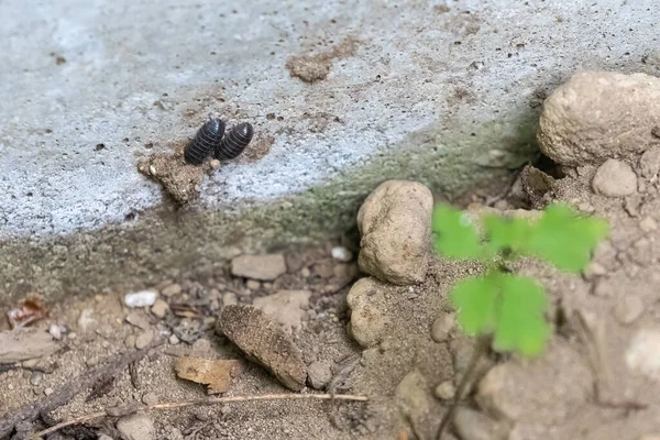 Due insetti scrofa su rocce e sporcizia Immagine Stock