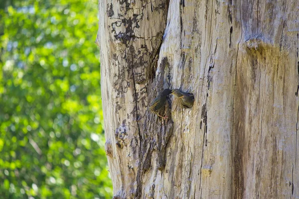 Madre pájaro carpintero alimentar a sus polluelos en árbol hueco nido — Foto de Stock