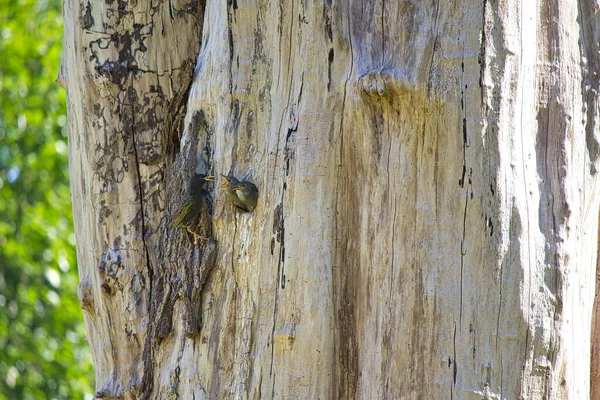 Madre pájaro carpintero alimentar a sus polluelos en un árbol hueco nido — Foto de Stock