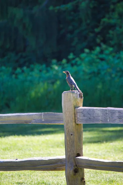 Robin sur la clôture dans le champ au soleil — Photo