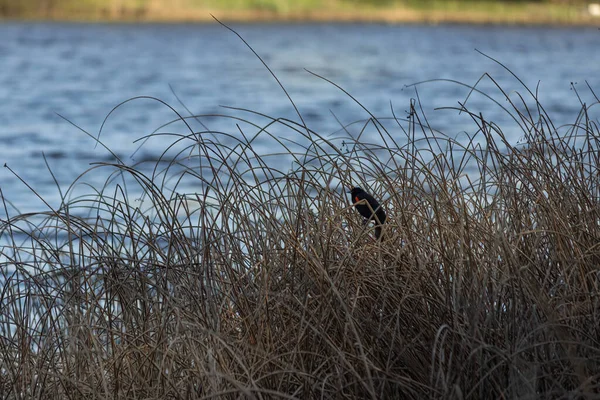 红翅黑鸟栖息在树枝上 — 图库照片