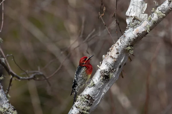 Pic à tête rouge perché sur le côté d'un arbre — Photo