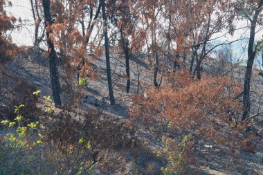 Bir yamacı kaplayan kurumuş ağaçlar.