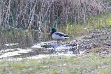 Bekar erkek yaban ördeği sazlıklarla suyun kenarında.