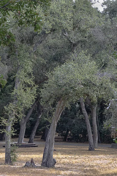 Grandes árvores velhas secas no meio de uma seca — Fotografia de Stock