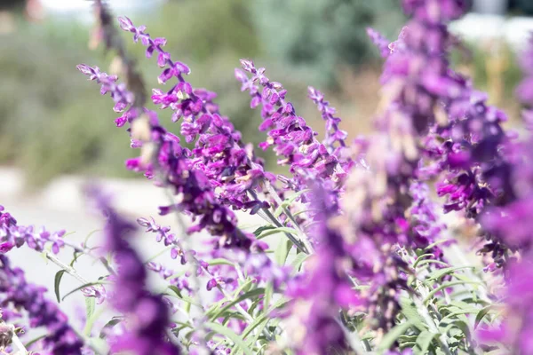 Close up de muitas flores roxas de lavanda em plena floração — Fotografia de Stock